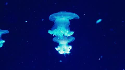 Authentic shot of a jellyfish free swimming in crystal clear water aquarium8
