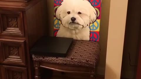 Small white dog doesnt like colorful painting of itself