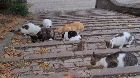 If you sit in this park, tens of cats will gather around you.