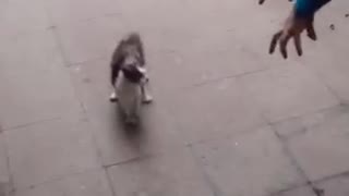 Cat walking sideways