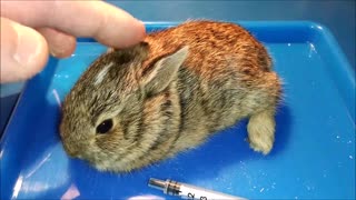 😢 Help For Injured Baby Bunny 🐇
