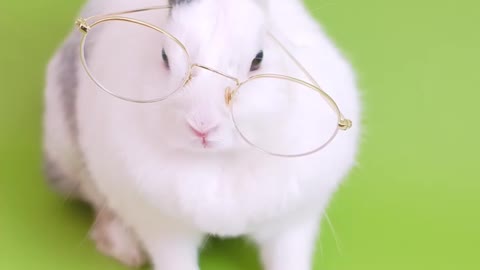 Cute banny with eyeglasses cute animals cat