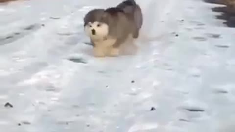 Husky Paste Runs On Snow