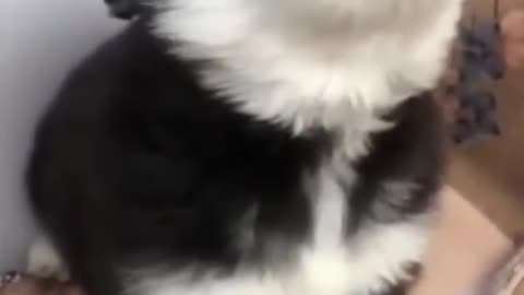 Cute Baby Husky howling