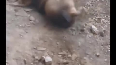 Pig vs Dog fight video