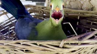 😱😱Crazy looking Bird - Alian Bird - Turaco bird on nest