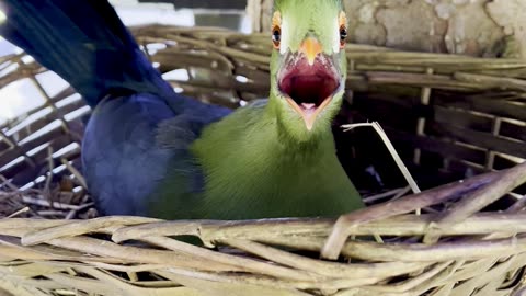 😱😱Crazy looking Bird - Alian Bird - Turaco bird on nest