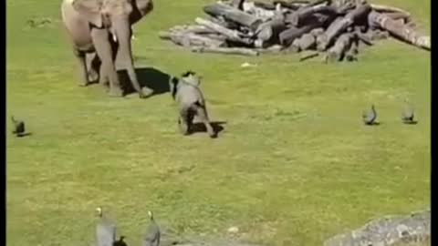 Cutes and funnest baby elelephant video