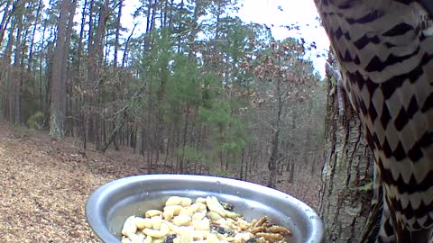 Really close up view of northern flicker