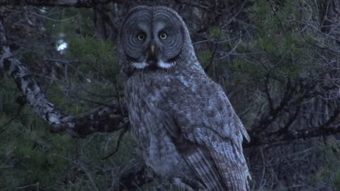 A Great Grey Owl Watches For Prey At Dusk