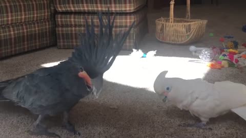 Cutest pets: black cockatoo plays with a goffins on a cockatoo play date