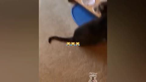 Funny cats v