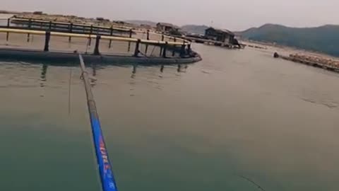 Fish Hunting in the Lake! Sting Ray Caught