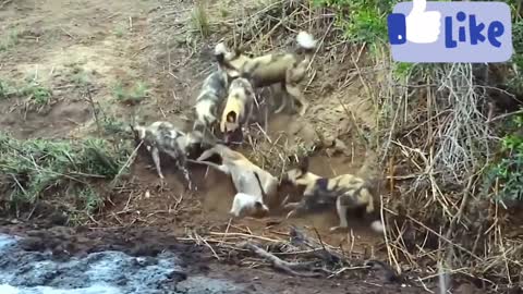 Pack of Wild dogs attacks Gazelle and Hippo comes to the rescue