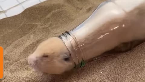 Funny Rabbit in Bottle ...