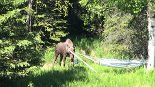 Hammock Has Moose Curious