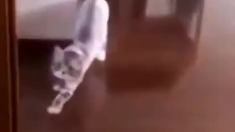 Cat fails video