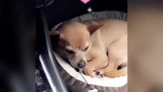 A Place for DOgy To sleep in the Car