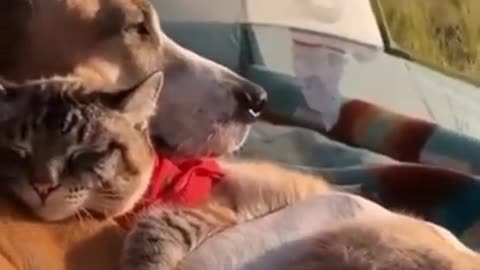 Dog and cat how adorable are these two 🥰