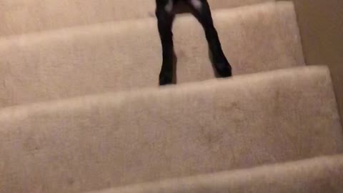 How My Dog Goes Down Stairs