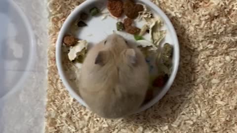 The golden hamster like marshmallow is eating a snack.