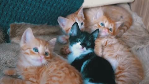 Cutest kitten funny video, cute kitten, follow me for more interesting video