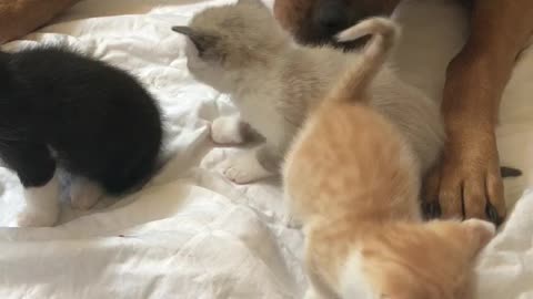 Kittens meet big puppy