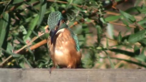 Kingfisher on my pond