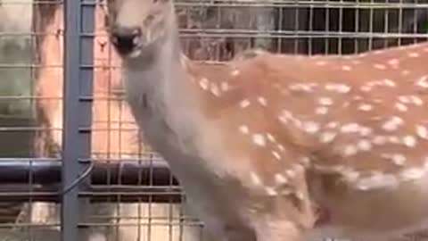 Sika deer in the fence