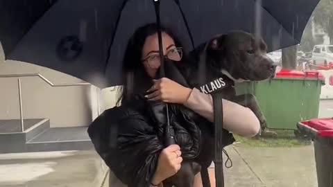 stay safe in the rain or heat #trending #shorts #tiktok #dog #viral #rain #umbrella