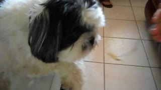 Dog Wants Food Over Communication