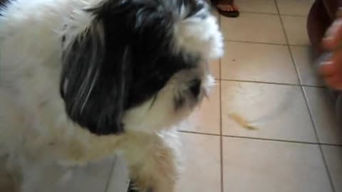 Dog Wants Food Over Communication