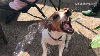 Brown and white terrier tries to bite slowmotion bubbles