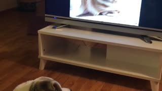 Dog confused by sleeping puppy on tv