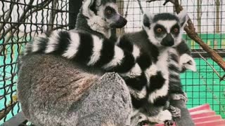 the cunning animals of the Madagascar lemurs