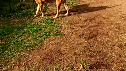 Ball in the backyard