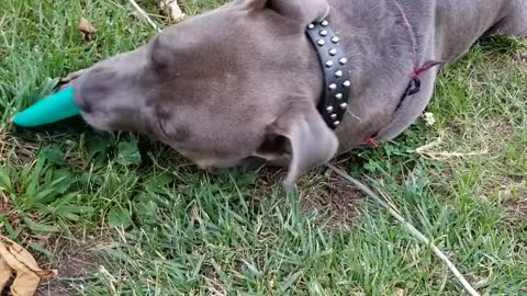 The adorable pit bull dog plays with the plate and bites it