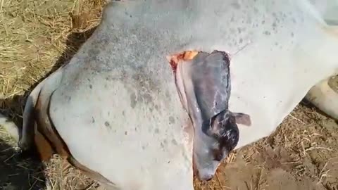 8 months pregnant Cow Dead