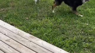 Disabled Dogs Play With Energetic Puppy