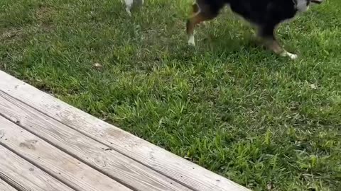 Disabled Dogs Play With Energetic Puppy