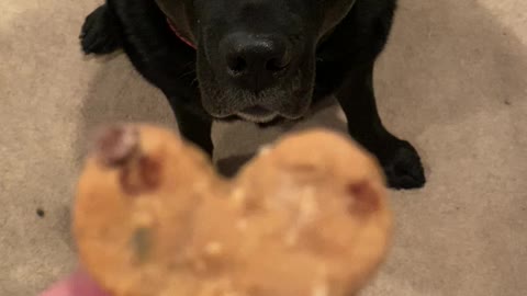 Dog Scarfs Down Important Cookie