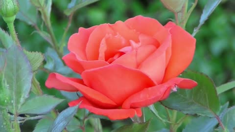 Incredible Time Lapse Video of a Red Rose Blooming Masterfully.