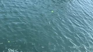 Kid Jumping into Water Accidentally Lands on Lady