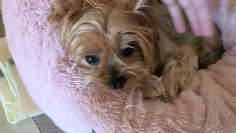 My dog loves her big fluffy bed | Yorkshire Terrier