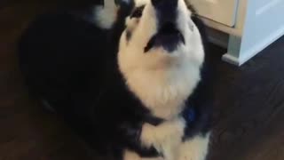 Black and white husky dog says i love you