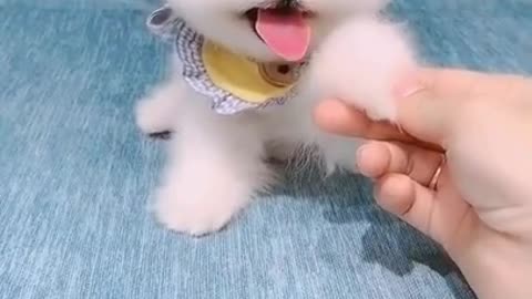 The Cute Puppy Funny Video