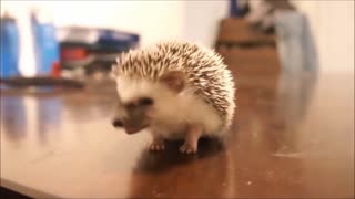 CUTEST Baby Hedgehog Eating FOOD!