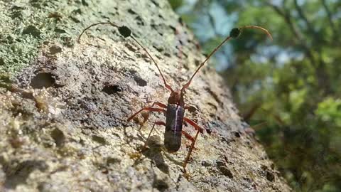 Brazilian fauna Interesting beetle in its habitat