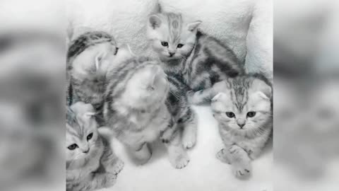 Baby Cats- Cute & Funny Cat.