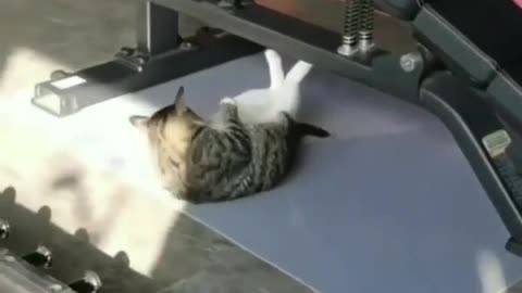 This video amazing cat workout in gym very funny